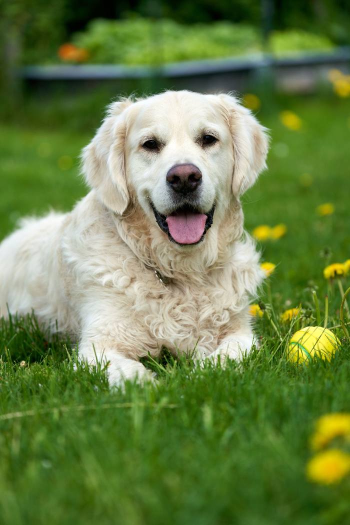 Golden retriever resting in the grass